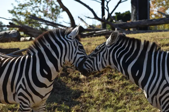 CrazyFox Casino Stuðningur